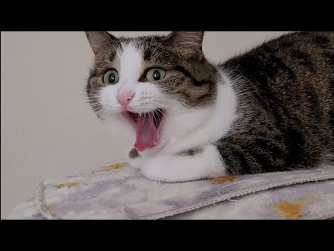Everyday life of Misha's cat! What grace and fluffiness! short cat stories