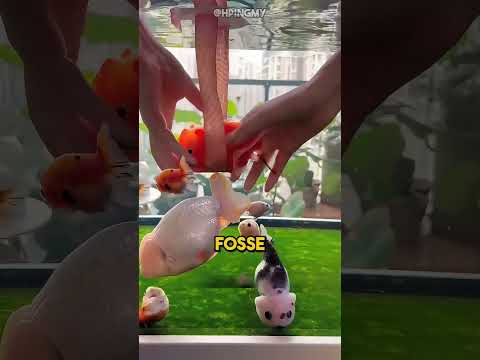 Questo pesce non riusciva più a nuotare!
