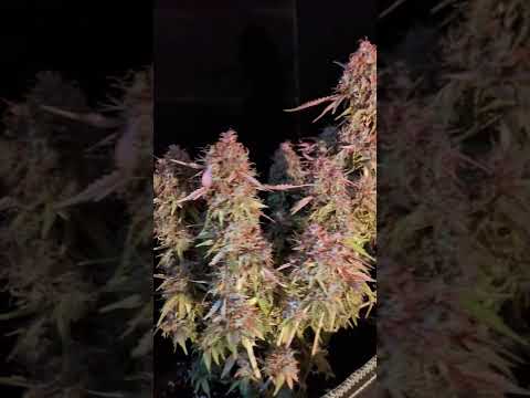 🍪🍨 Cookies Gelato Auto by @royalqueenseedsglobal #cannabiscontent #cannabisdaily #homegrown