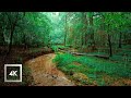 Rainy Lush Forest Walk, Walking in Thunderstorm ASMR, Nature Sounds for Sleep