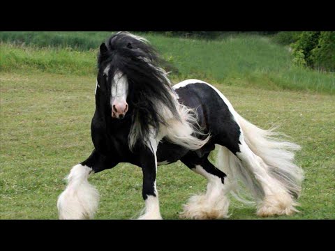 , title : 'Gypsy Vanner Horses | Bad Boy Looks, Family Manners'