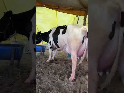 Vaca campeã do torneio leiteiro em iati Pernambuco com 76 kg leite pôr dia