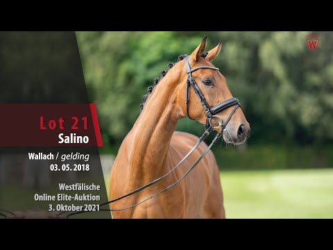 Online Elite-Auktion Lot 21 Salino Wallach v. Sir Heinrich - Florestan I