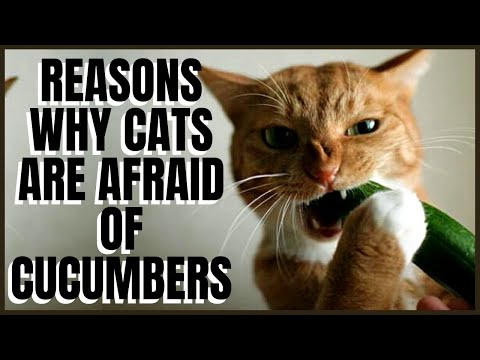 Reasons Why Cats Are Afraid of Cucumbers