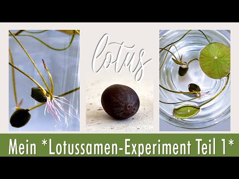 My Lotus Flower Dream Garden Experiment Part 1 | From Lotus Seed to Small Plant in 17 Days