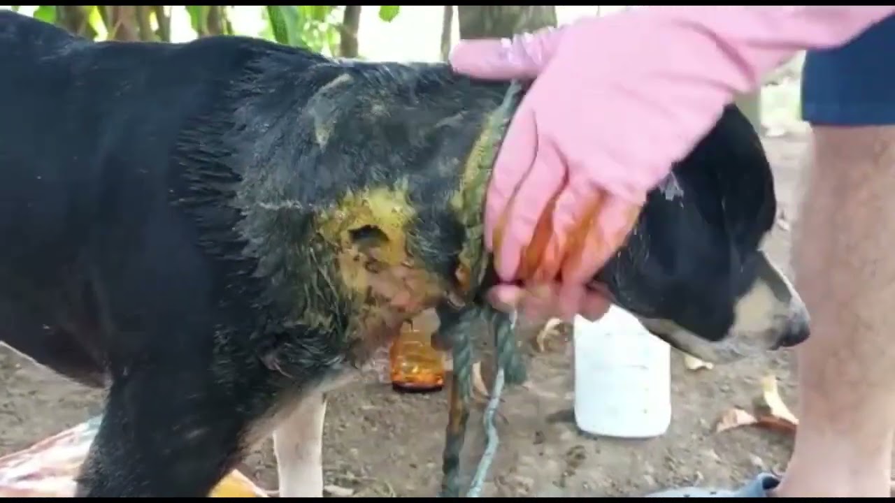 Como CURAR HERIDA de un PERRO en CASA de manera rápida