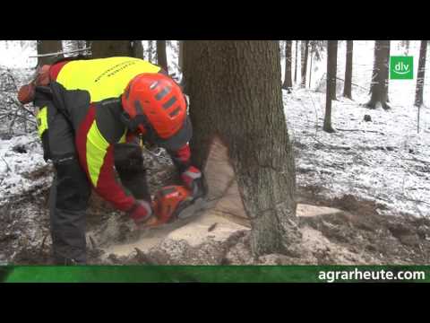 Chainsaw Guide (Part 3): Felling large timber correctly
