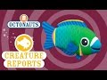 Octonauts Creature Report Parrotfish