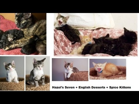 Hazel's Seven, English Desserts and Spice Kittens - KA Alumni Video