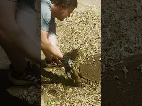 Ils viennent de sortir un animal de ce trou !