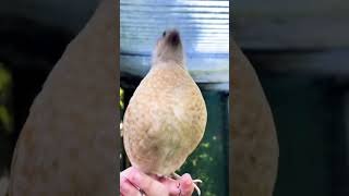 Download lagu Suara Burung Puyuh #burung_puyuh #suara mp3 Download lagu Suara Burung Puyuh #burung_puyuh #suara mp3