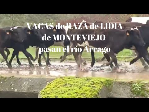 VACAS de RAZA de LIDIA de la ganadería de MONTEVIEJO de VICTORINO MARTÍN pasan el río Árrago