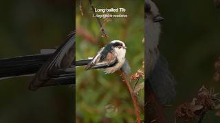 Download lagu Suara kicauan burung Long-tailed Tit | Suara burung #shorts mp3