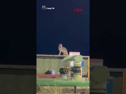 Como pancho por su casa: un puma visitó a los trabajadores de una planta petrolera