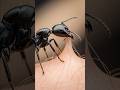 How An Ant Bite REALLY Works Stunning Way Ants Bite