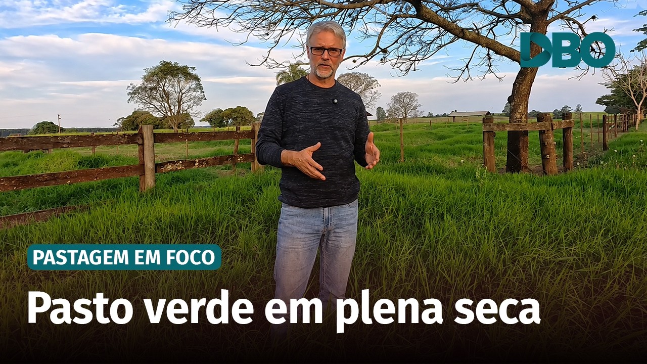 Pastagem verde na seca: o que a fertilidade do solo tem a ver com isso?