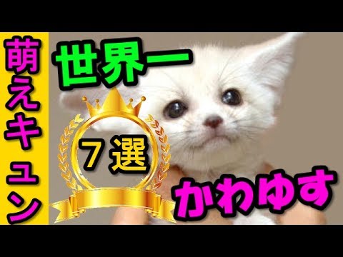 世界で一番かわいい動物 - ピカエリ (Ochotona iliensis)