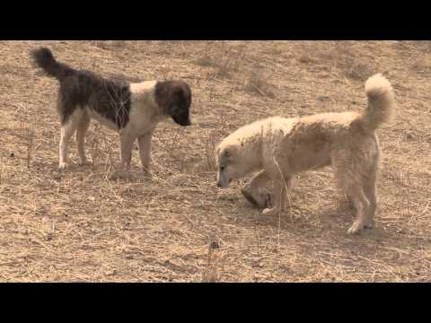 Tajik shepherd dogs eat turtle
