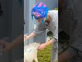 Viral Ayu Tingting Lagi Mandiin Kambing Kesayangan Nya Shorts Trending Ayutingting Viral Terbaru