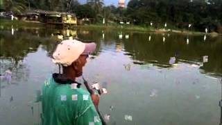 preview picture of video 'Ikan Patin Mekong seberat 7.8kg Tewas'