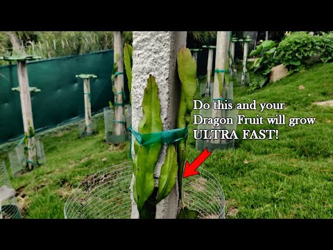 How to train your Dragon | Growing Dragon Fruit at Home
