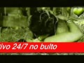 Alex Matos - El Cariño Es Como Una Flor (salsa ...