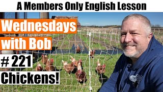 Wednesdays with Bob #221: Chickens!