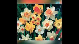 ផ្កាដែលជ្រើសរើសអាចទាយដឹងពីចរិកលក្ខណះរបស់អ្នក