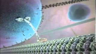 The Cell C2C / The inner life of a cell