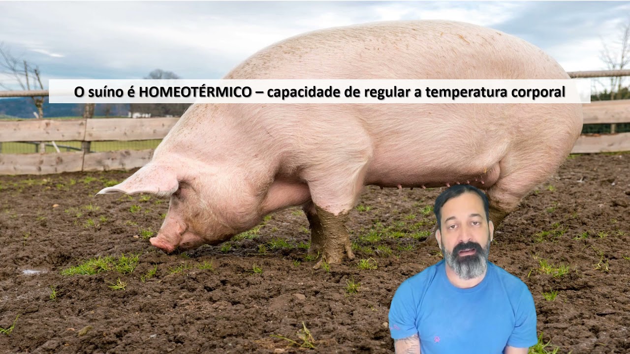 Suinocultura   Parte 4 - Instalações e ambiência