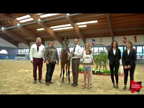N.38 ACHILLES DOMITIA - Milan 2018 - Yearling Colts Championship (Class 16) 1st place