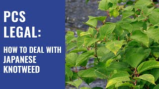 How to Deal with Japanese Knotweed