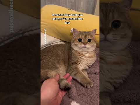 How do you know if your cat trusts you? #shorts #cat