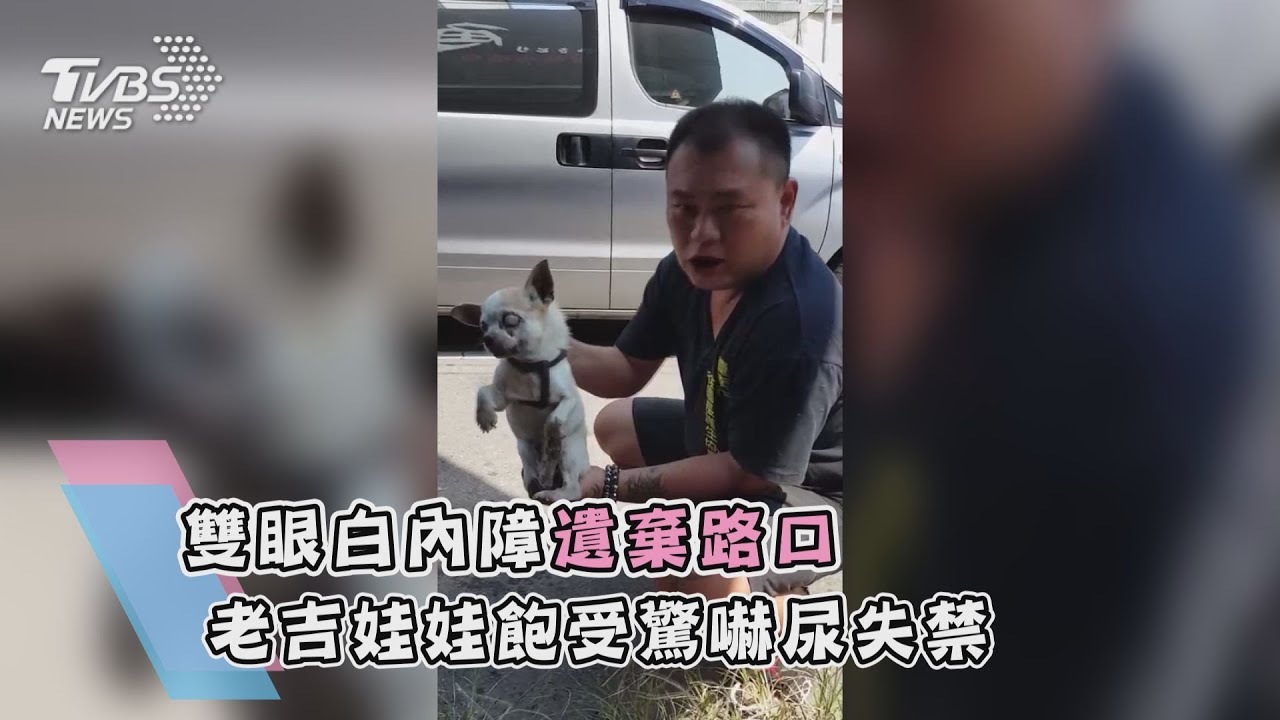 雙眼白內障遺棄路口 老吉娃娃飽受驚嚇尿失禁