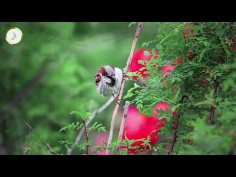 E lupta tot mai grea pe cale-Negativ crestin ton fata(-2.5tonuri)