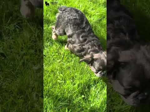 Video 3