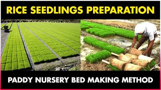 Download lagu How to prepare RICE SEEDLINGS for Transplantation ... mp3