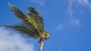 Download lagu Suara Angin bertiup melalui pepohonan | Suara Alam mp3