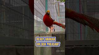 Download lagu Harga anakan Golden Pheasant #ayamhias #pheasant #goldenpheasant mp3