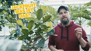 Jackfrucht | Jackfruit | Die neue Fleischalternative? | Erklärvideo zum Jackfruchtbaum und Früchten