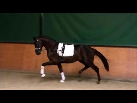 SOLD 2019 Hannoveraner Hengst Hanoverian stallion www.sporthorses-online.com