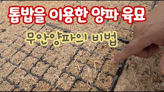 톱밥을 이용한 양파 육묘!! 올해는 테스트 없이 바로 전체에 다 사용한 그 무기는?
