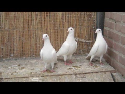 John & Ron - Drie Witte Duiven