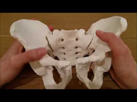 AOCPMR OMT: Walkthrough of Osteopathic Innominate Dysfunctions