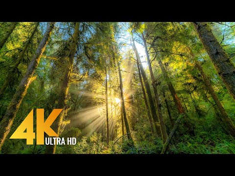 FOREST DREAMS in 4K - 12 HOURS Relaxing Virtual Nature Walk with Calming Piano Music