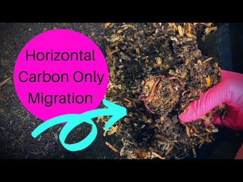Carbon Only Bins: Horizontal Migration Update