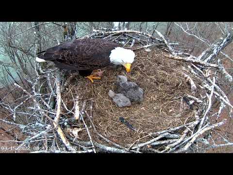 Dale Hollow Eagle Camera 15.03.2022 08:37