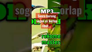 Download lagu masteran pikat sogon vs korlap ribut.... mp3 Download lagu masteran pikat sogon vs korlap ribut.... mp3