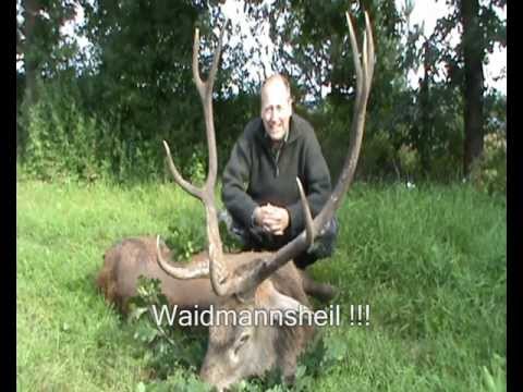 Ein alter Hirsch - I B - wird erlegt!