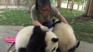 Cute！What did panda do when zookeeper cleaning the leaves